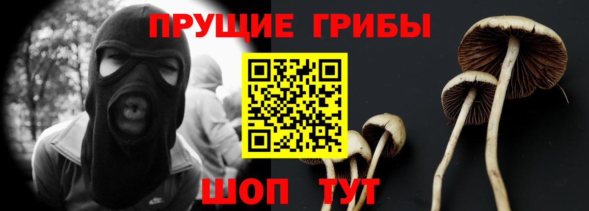 Новозыбков  Галлюциногенные грибы Psilocybine cubensis  Вход с VPN 